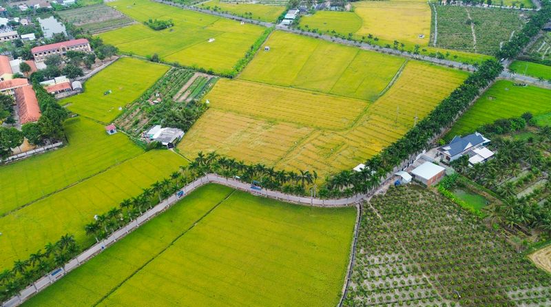 Cánh đồng lúa Long An, vẻ đẹp bình dị mà cuốn hút