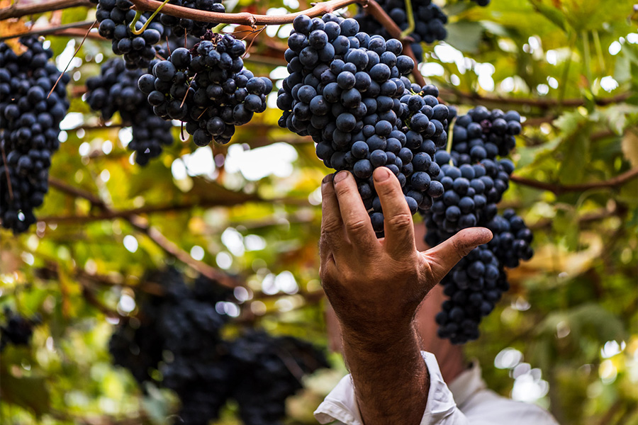 Nho được canh tác hữu cơ tại vườn nho của Tavernello